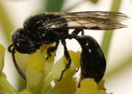 Réf. 190 042 : Psenulus fuscipennis